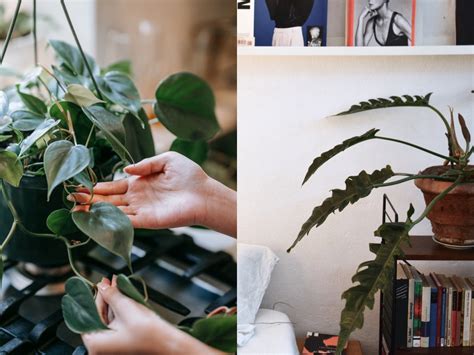 好養植物|植物殺手也不怕，8 款適合「室內植栽」品種介紹，增。